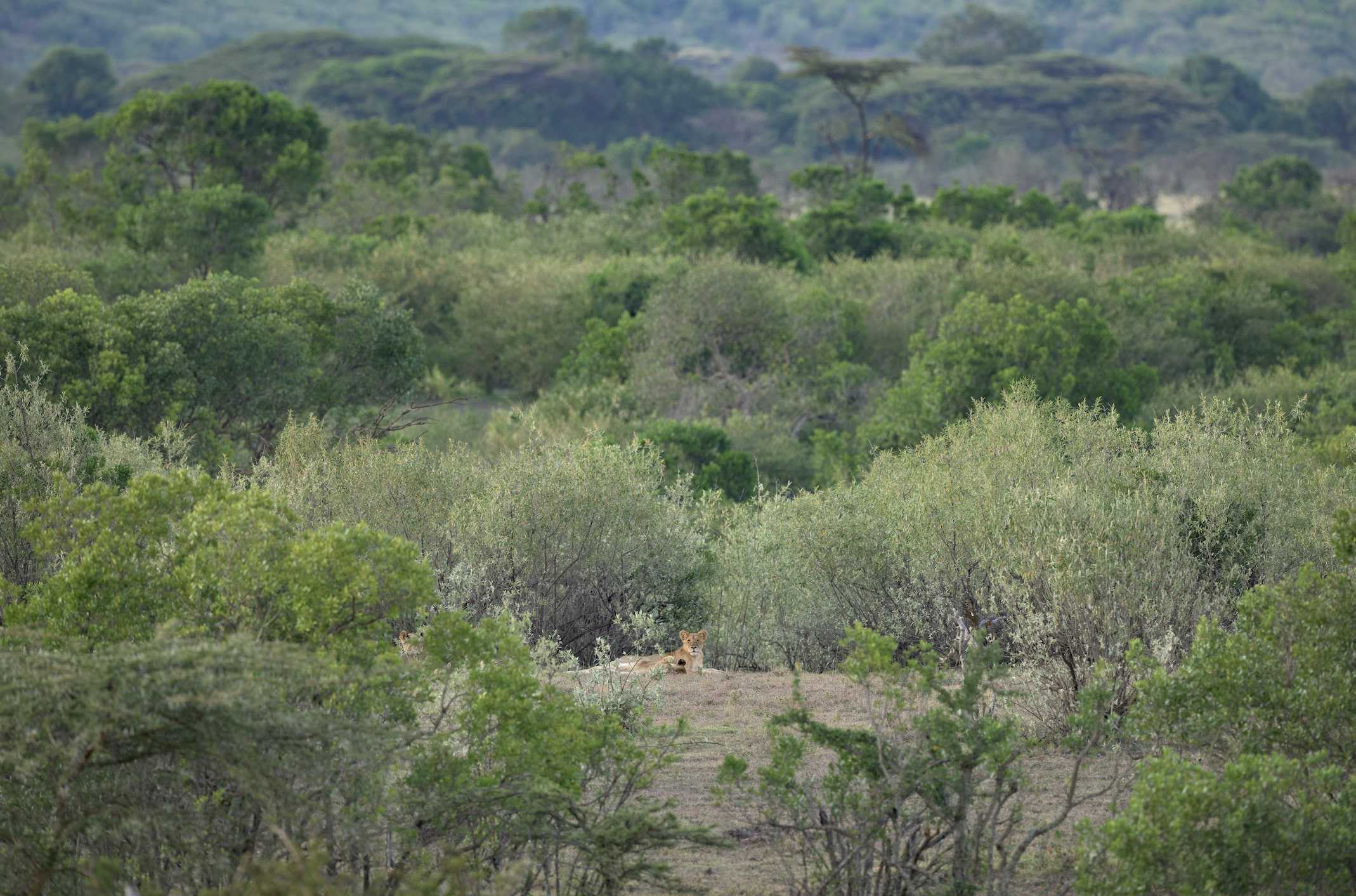 lerai safari camp lions