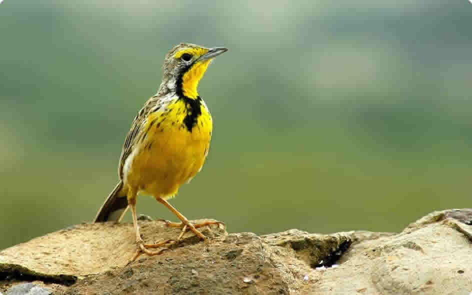 Lerai Safari Camp Bird Watching
