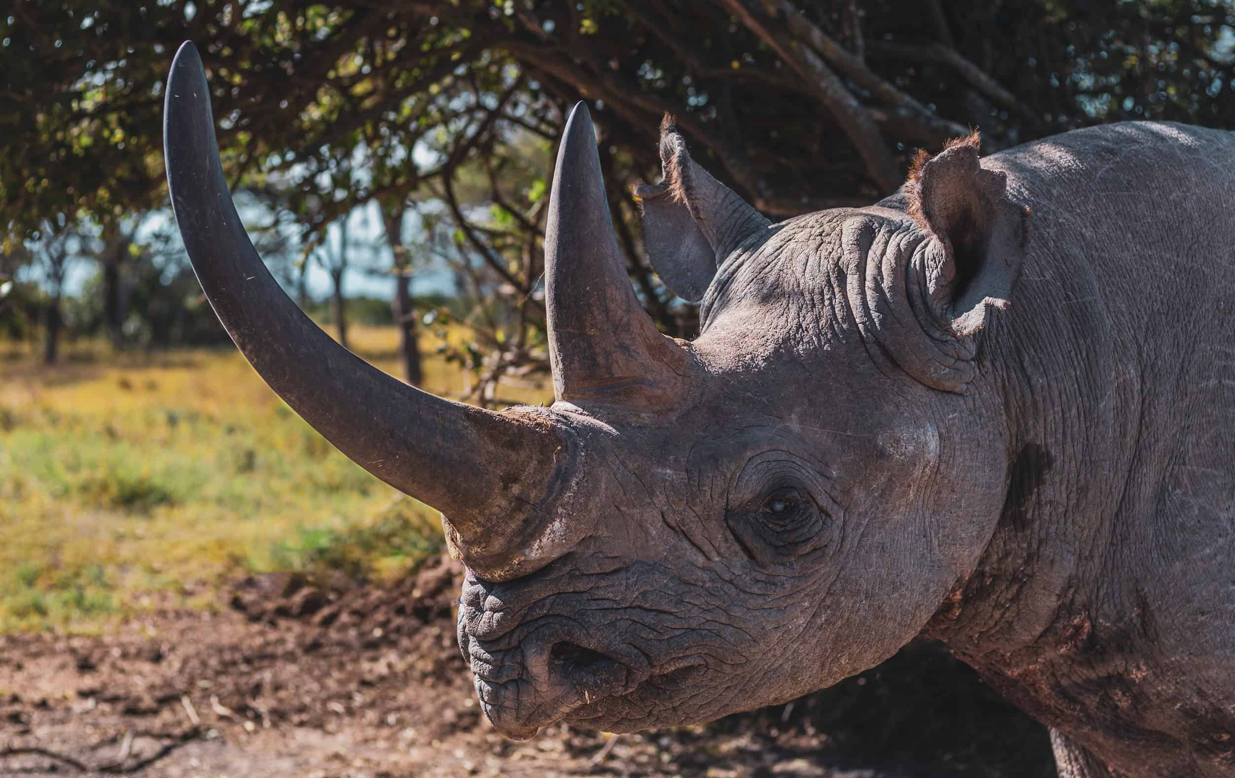 baraka the rhino at ol pejeta conservancy