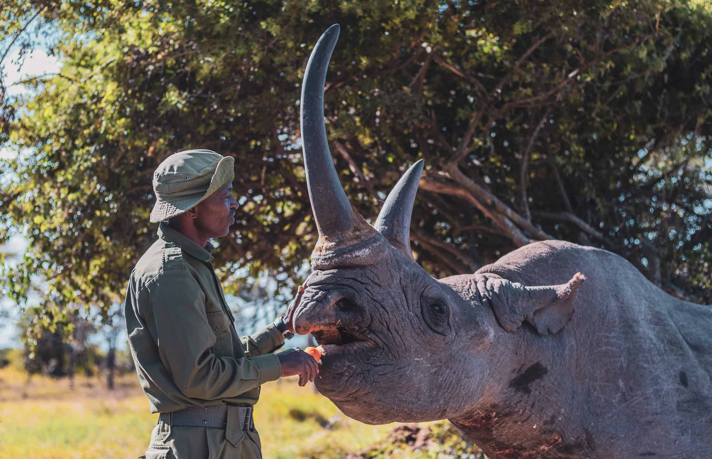 baraka the rhino at ol pejeta conservancy