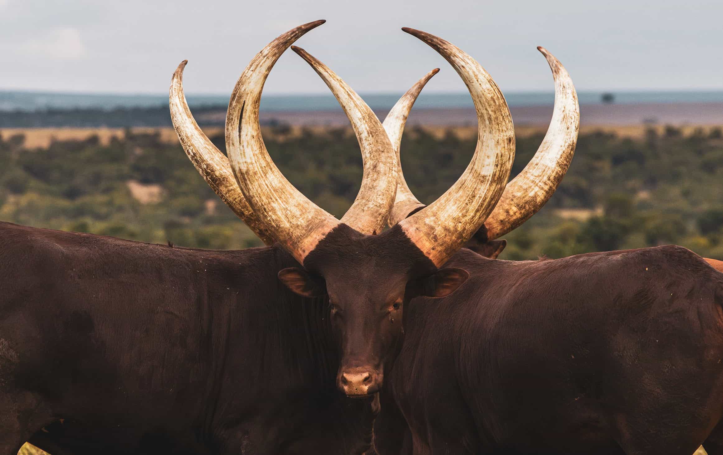 cattle at olpejeta conservancy