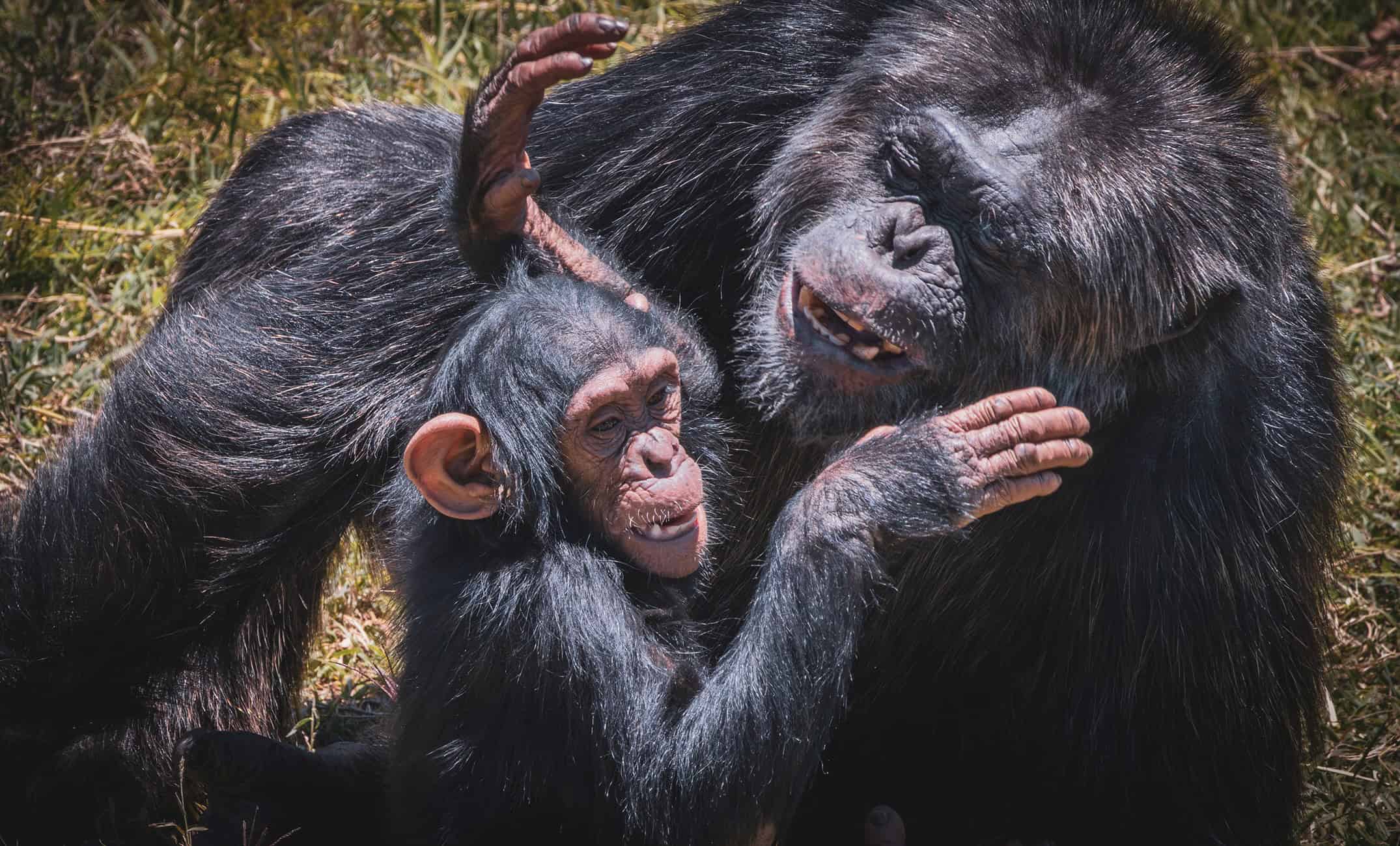 chimps at ol pejeta conservancy