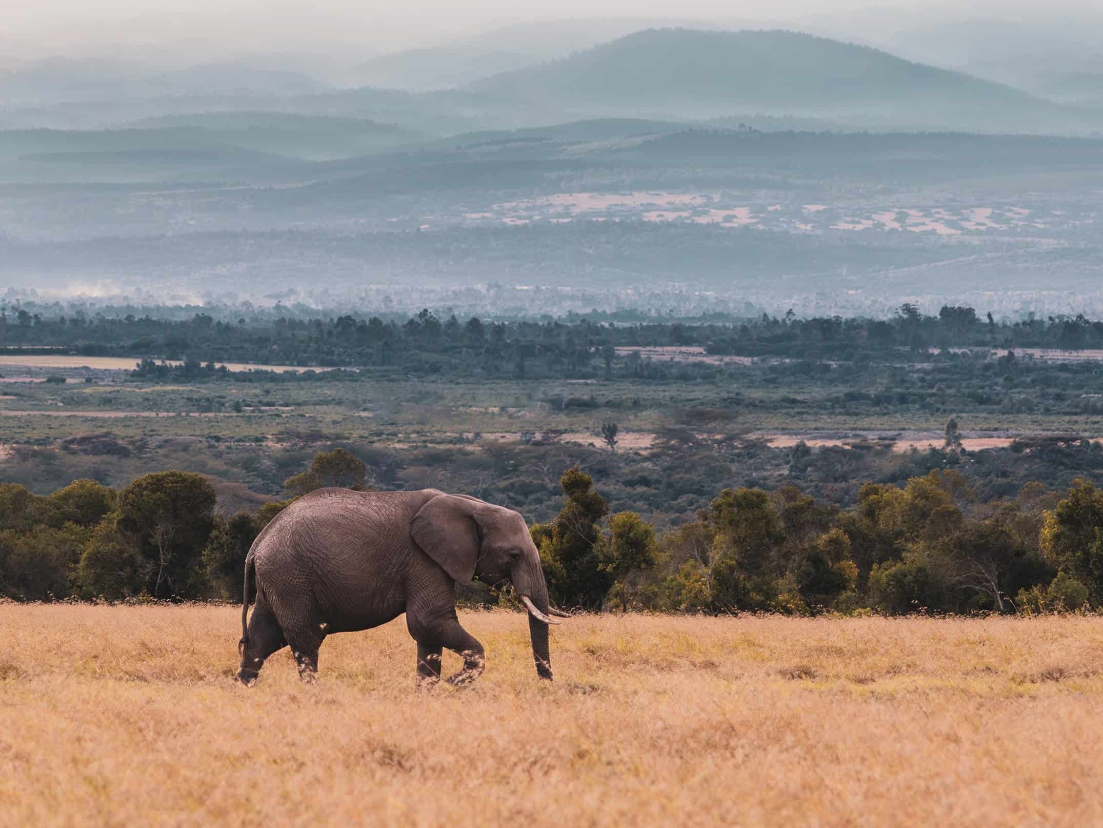 elephant at olpejeta conservancy