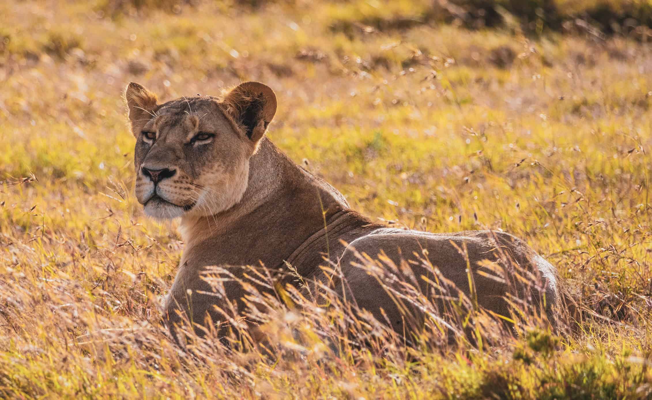 lion at ol pejeta conservancy