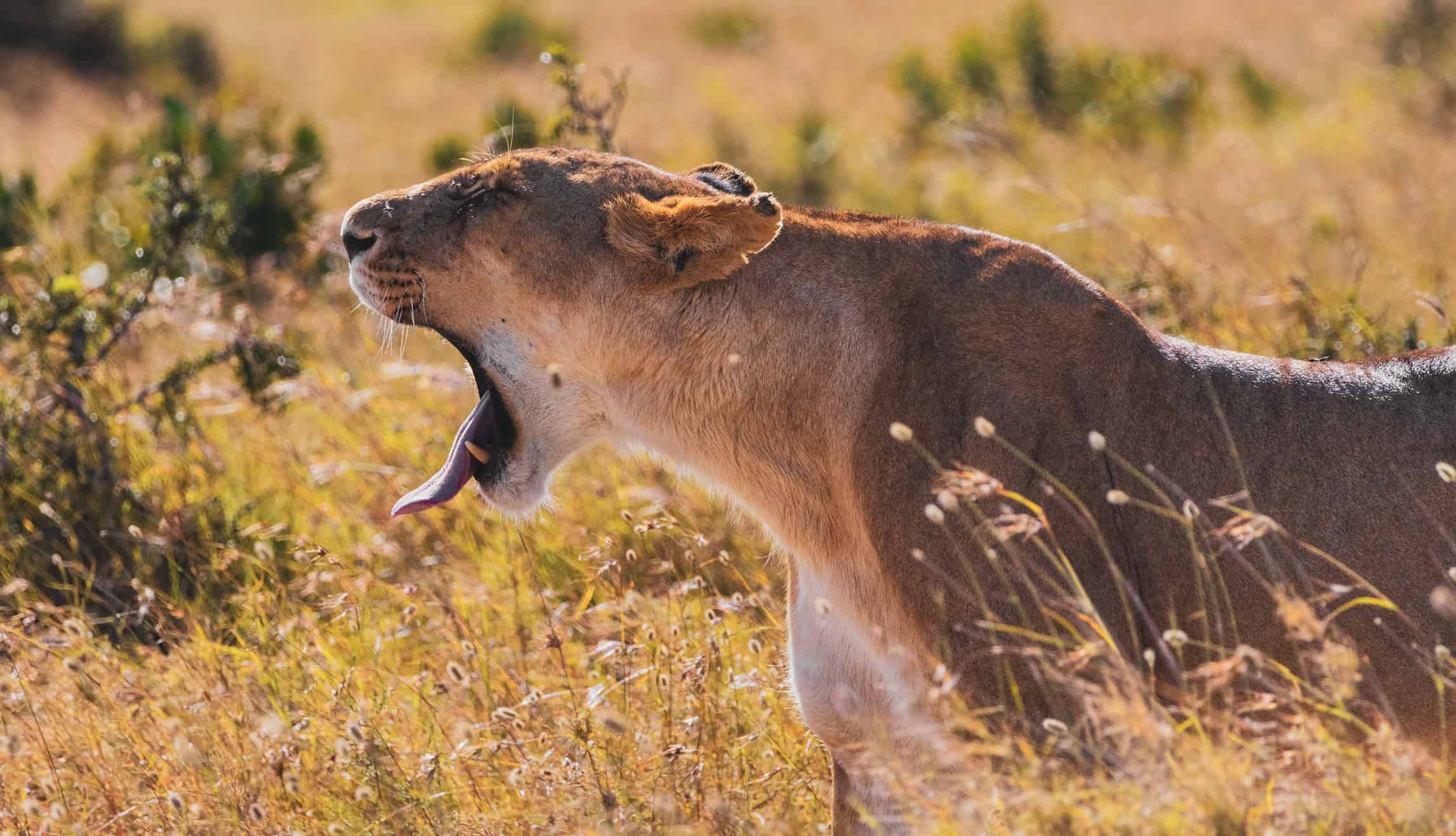 lion at ol pejeta conservancy