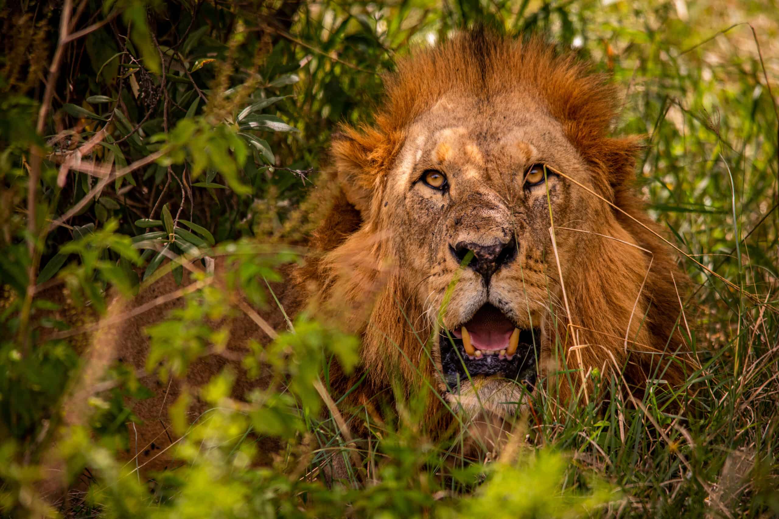 lion at the ol pejeta conservancy