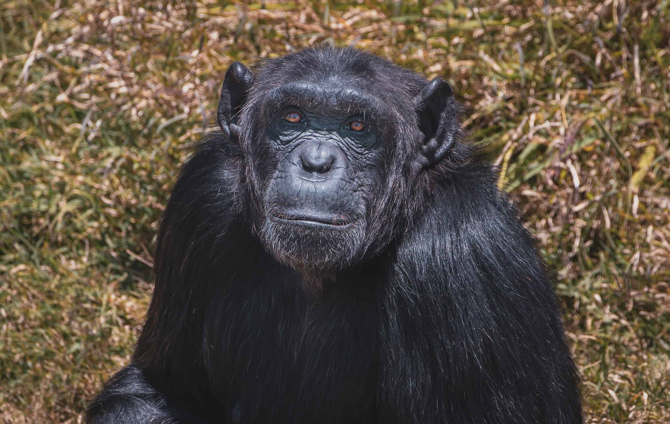 ol pejeta conservancy chimps