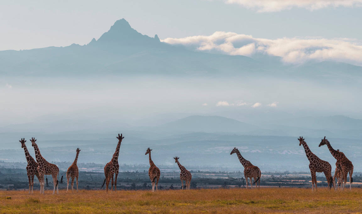 wildlife at olpejeta conservancy