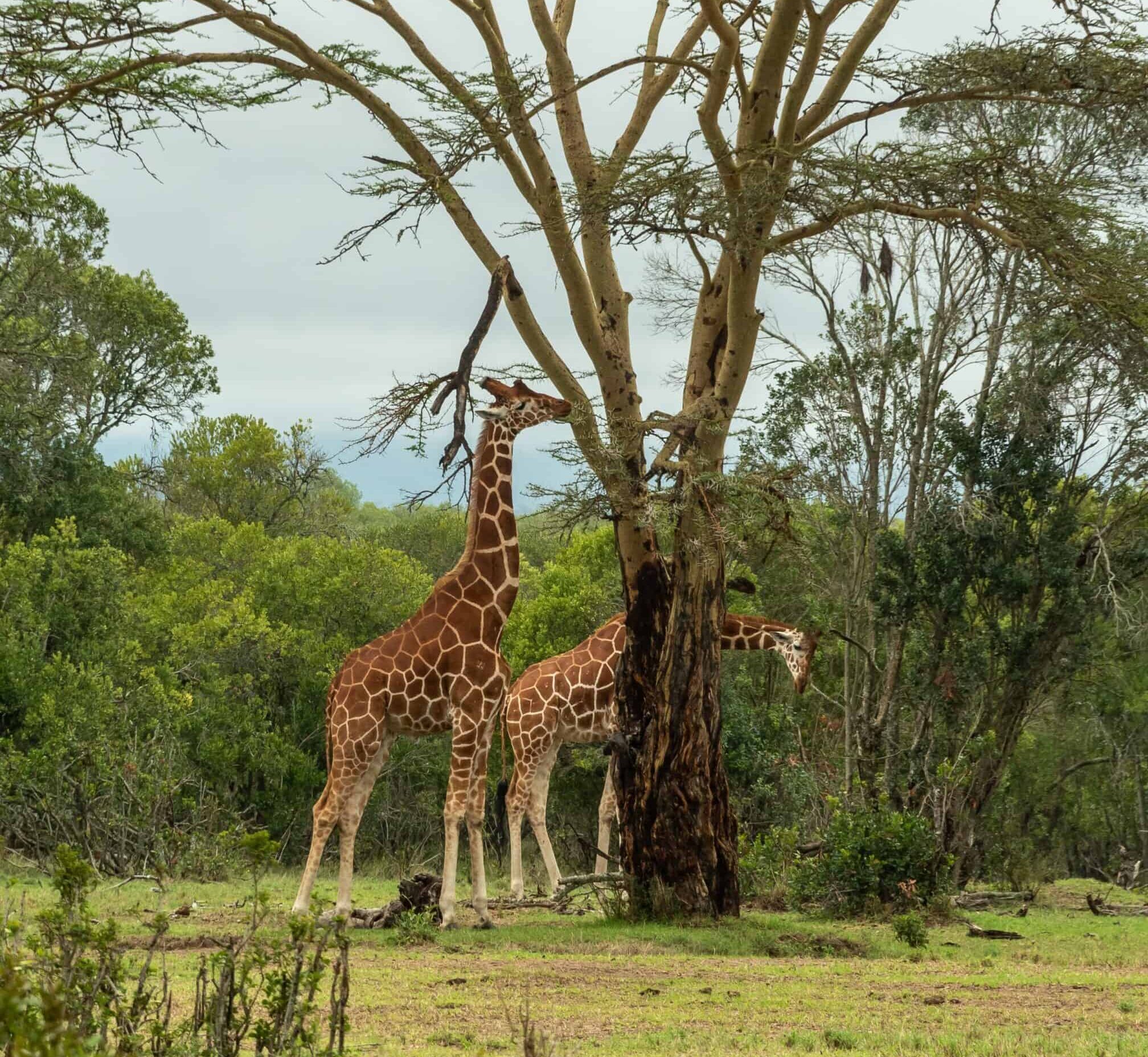 giraffes at ol pejeta conservancy