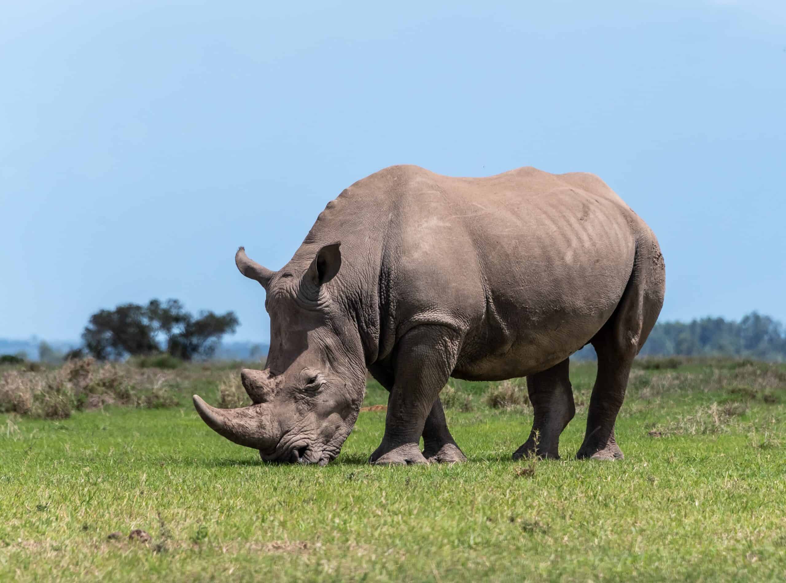 ol pejeta conservancy rhino