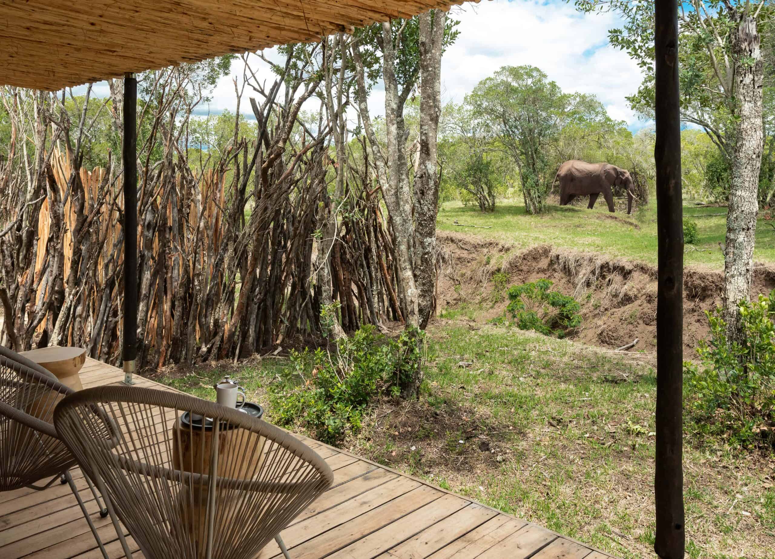 river camp wildlife around the tents