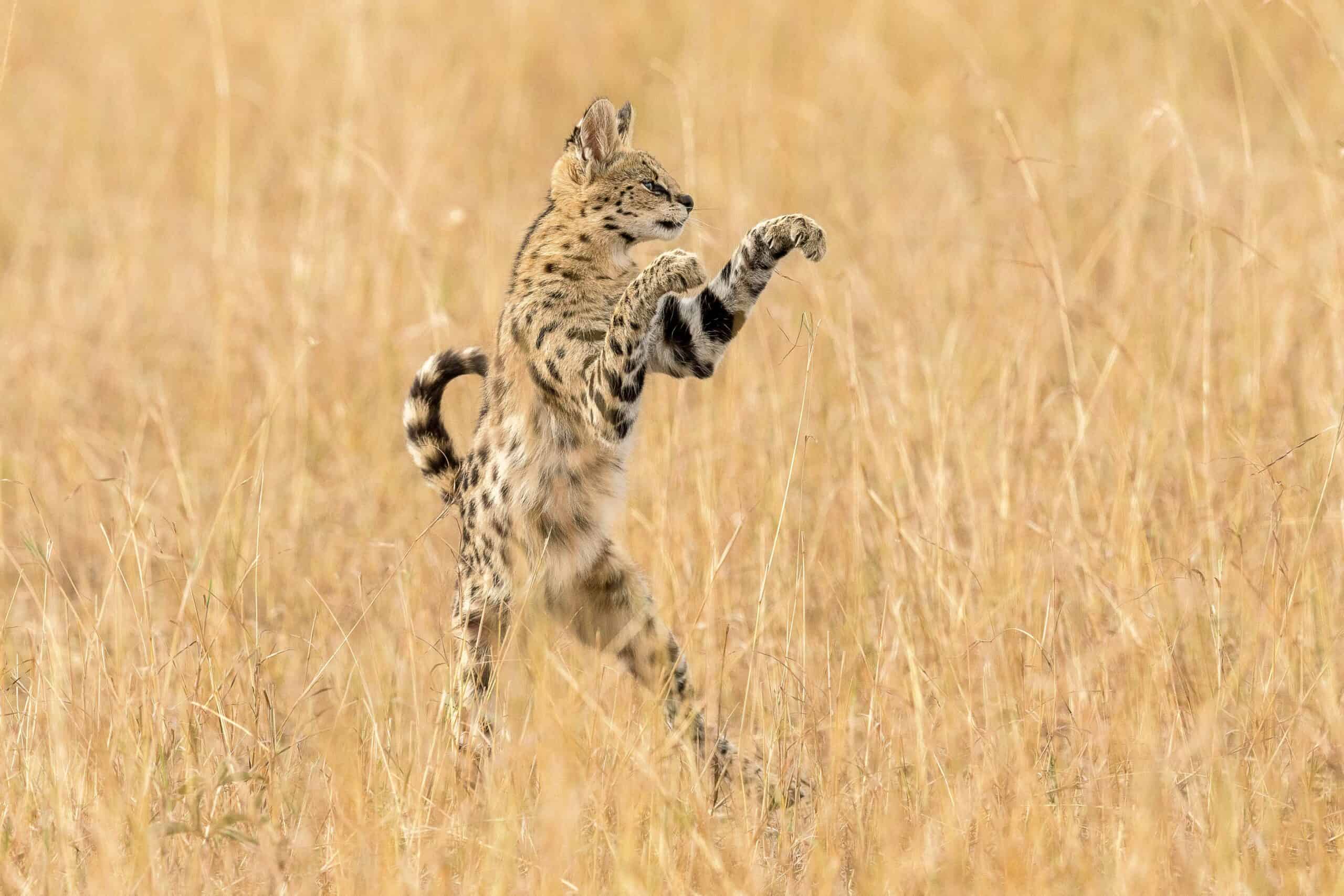 serval cat