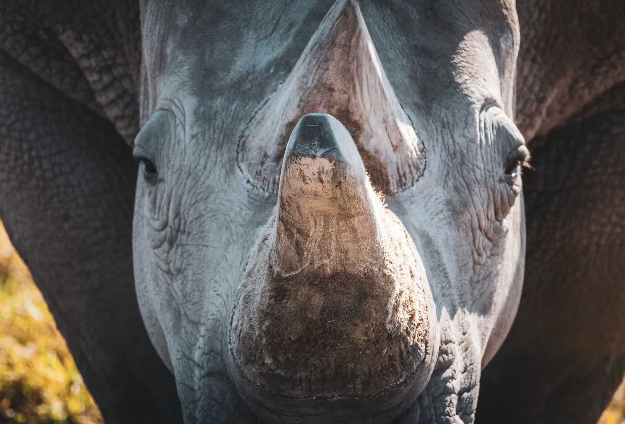 white rhino at olpejeta conservancy