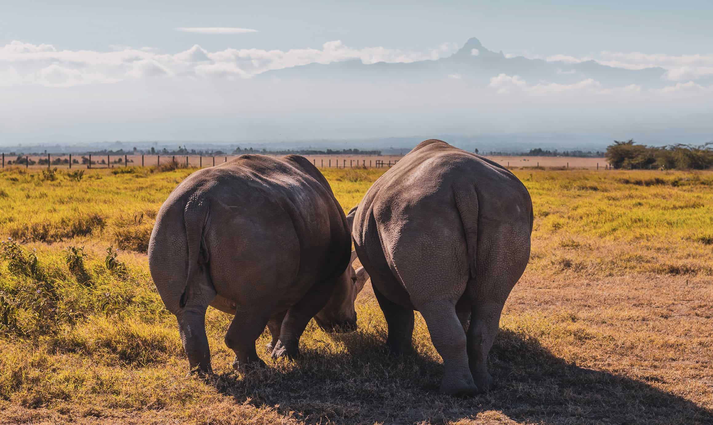 white rhino at olpejeta conservancy