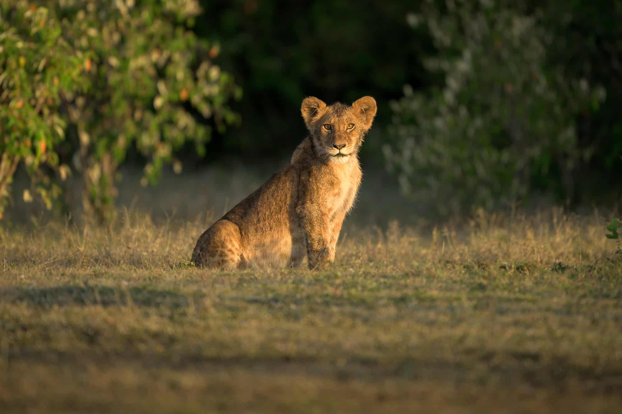 young lion at the olpejeta conservancy