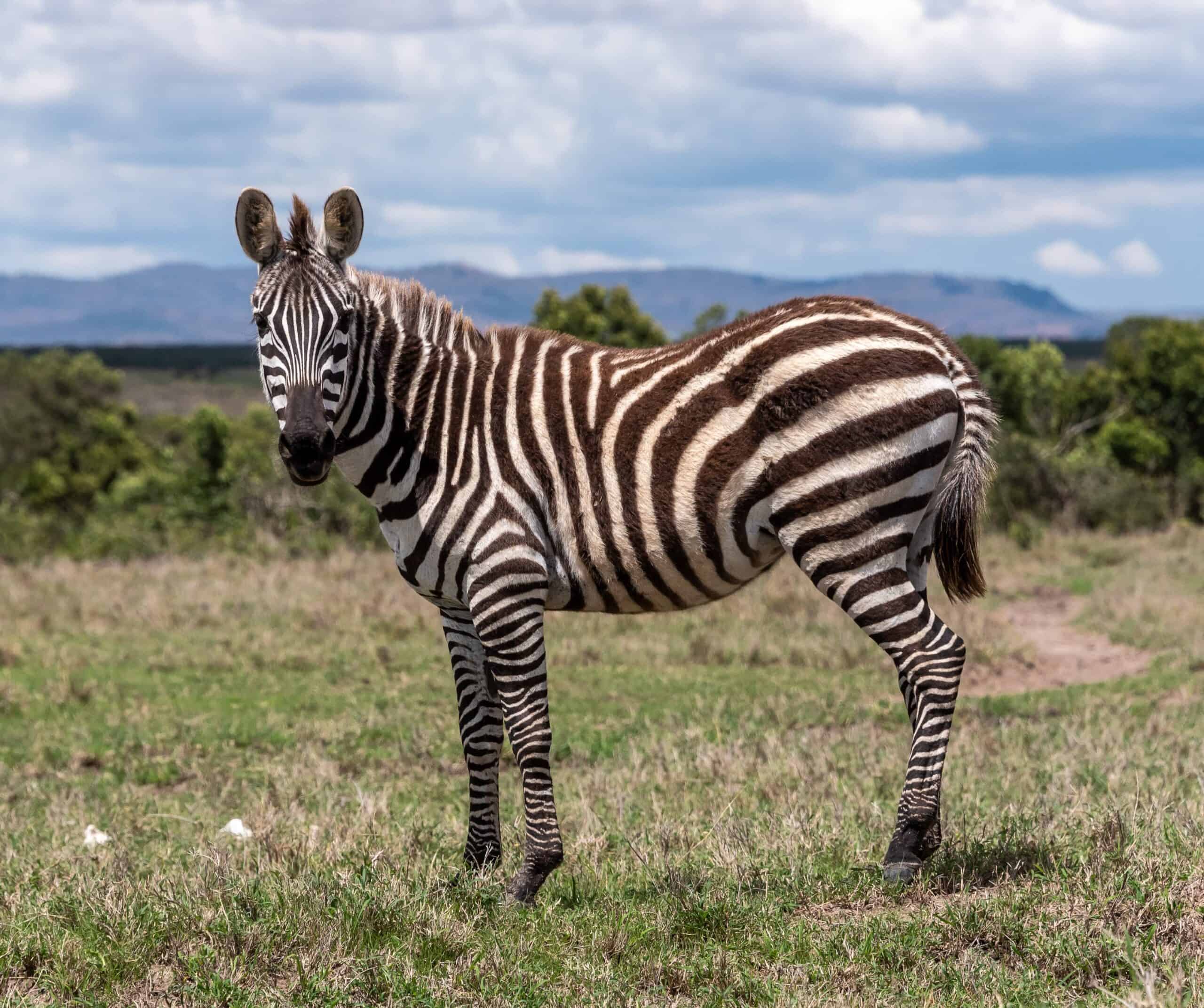 zebra at ol pejeta conservancy