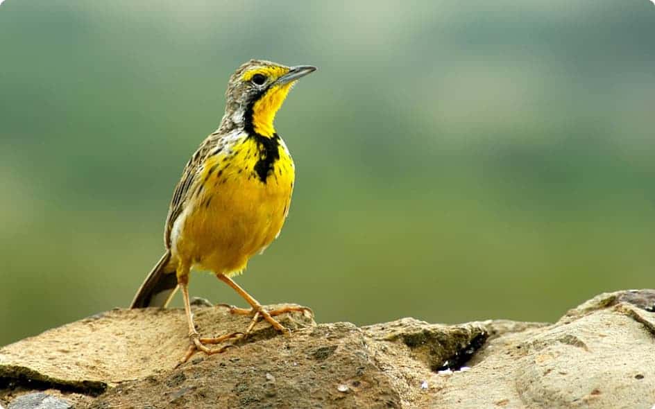 bird