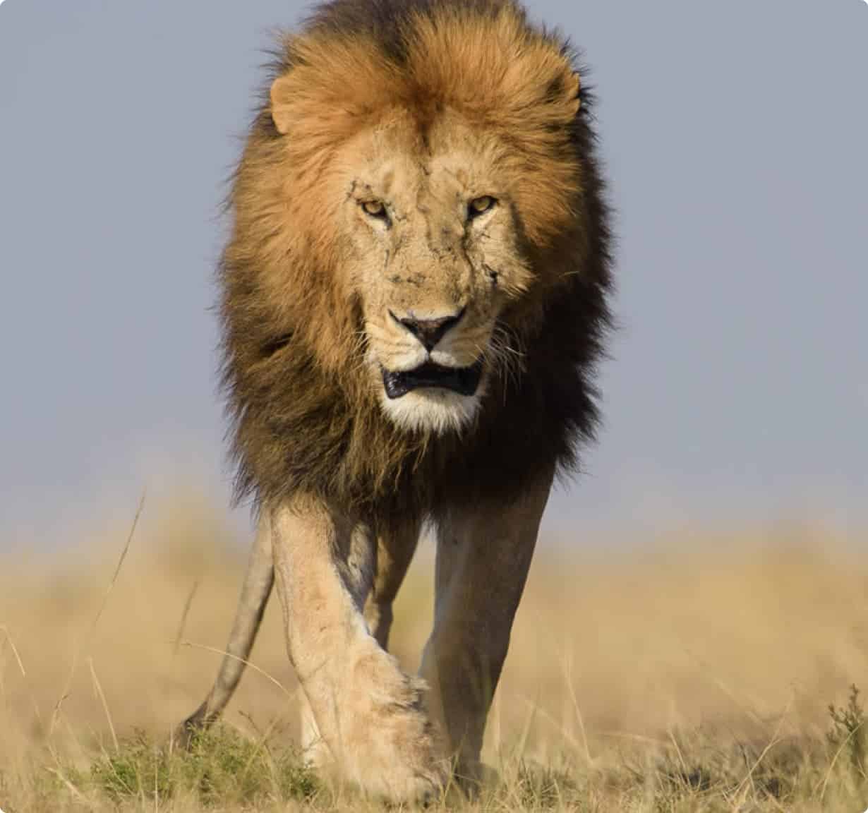 male adult lion