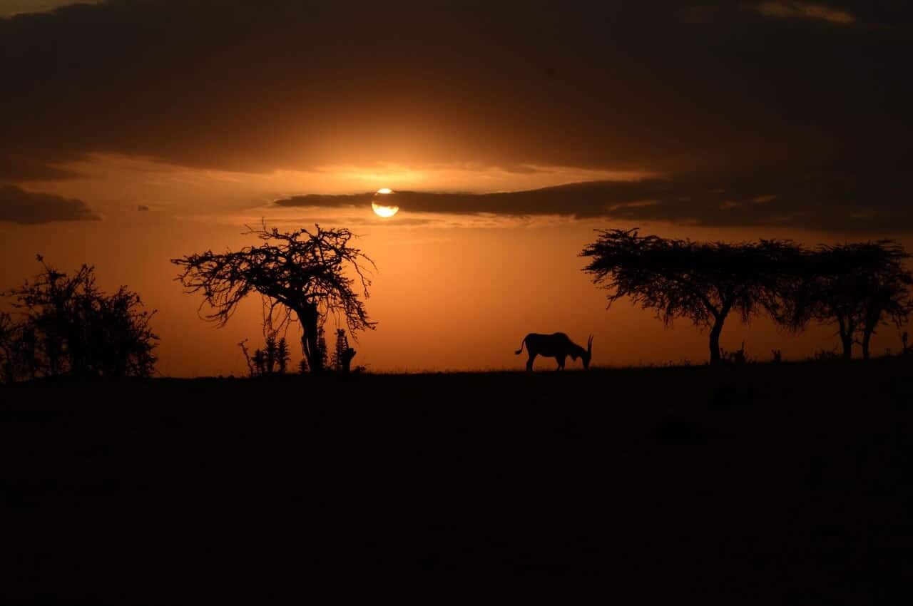Night Safaris 