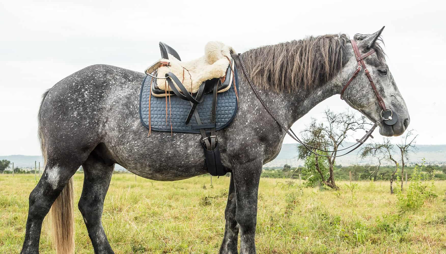 Meaning Splendour or Glory, Baha is a purebred Percheron Sports horse. Born and raised in South Africa’s Eastern Cape, he’s our thunder machine.