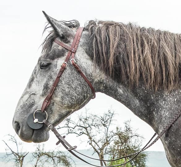Meaning Splendour or Glory, Baha is a purebred Percheron Sports horse. Born and raised in South Africa’s Eastern Cape, he’s our thunder machine.