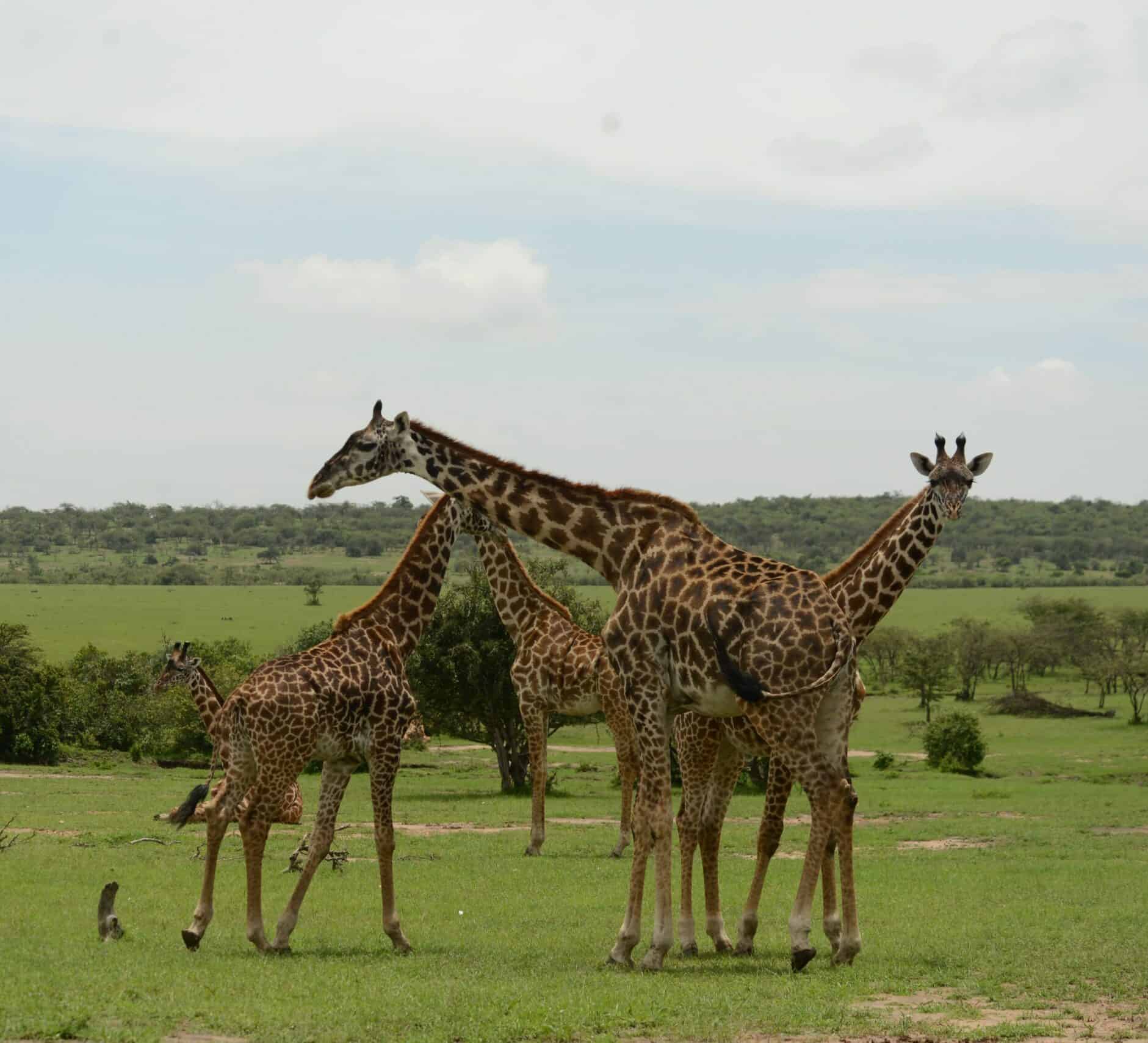 olerai-conservancy-giraffe
