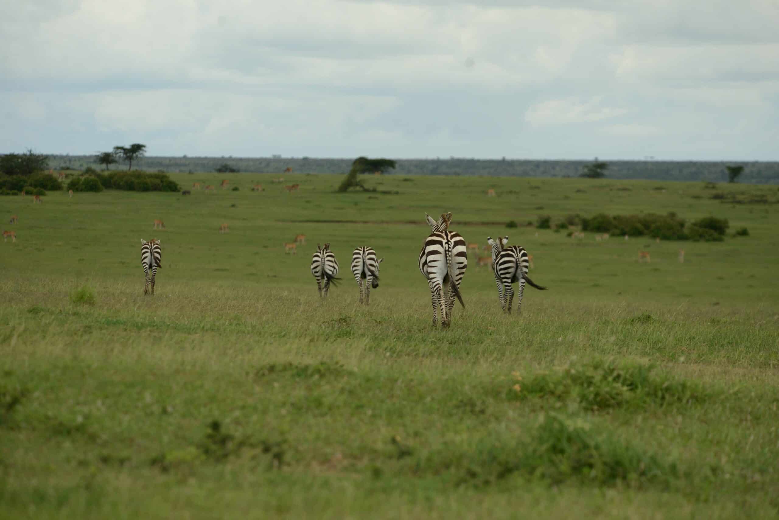 zebras-olerai-con