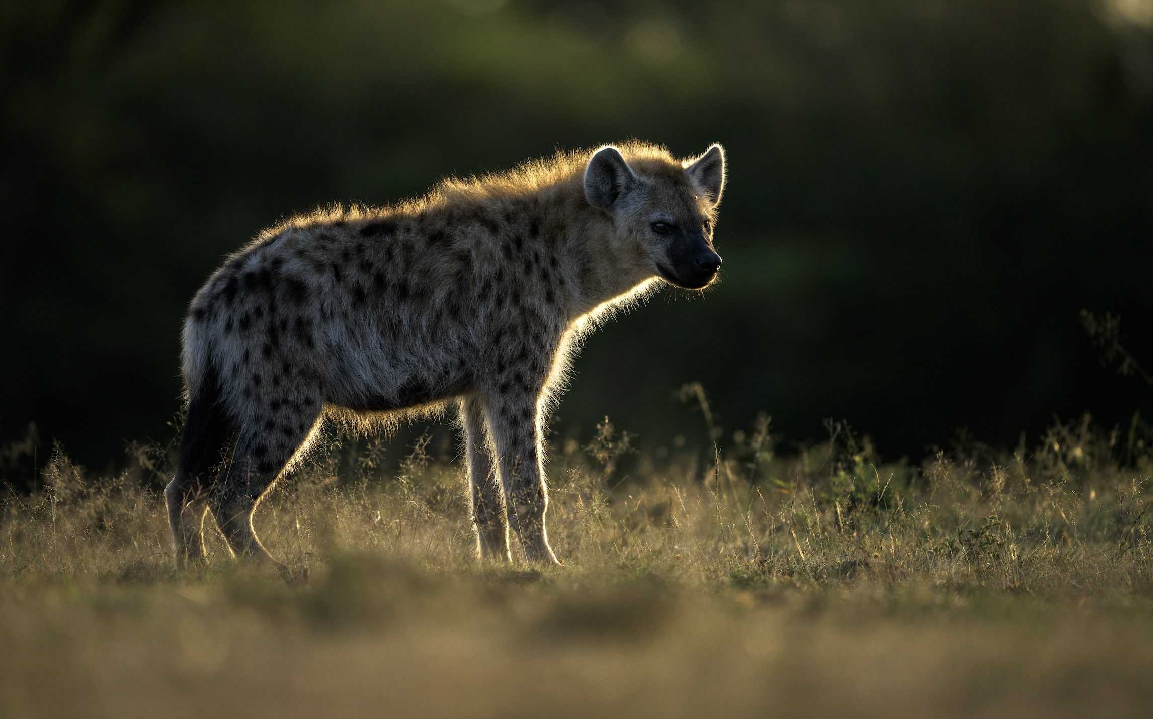 camp-lerai-hyena