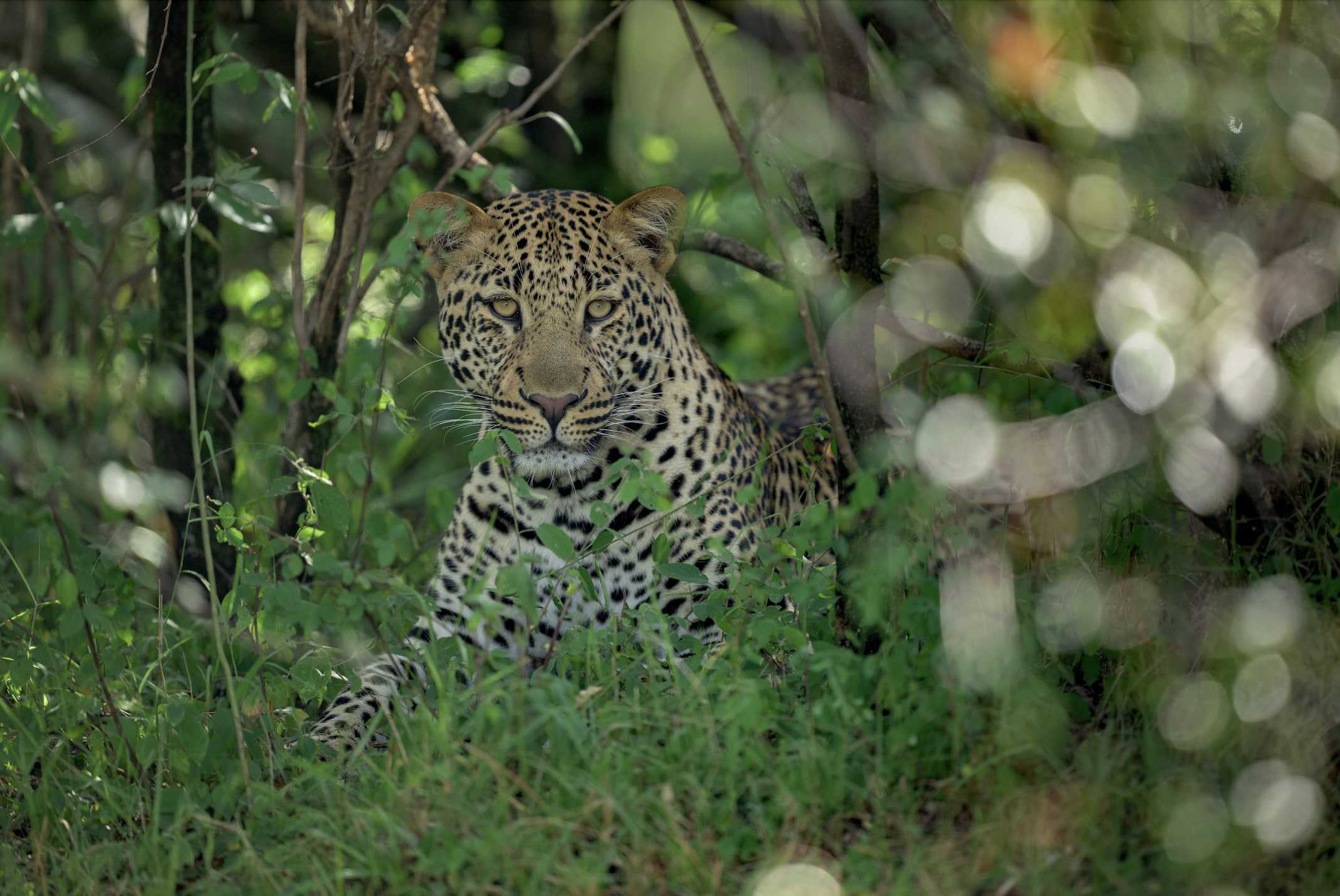 camp-lerai-leopard